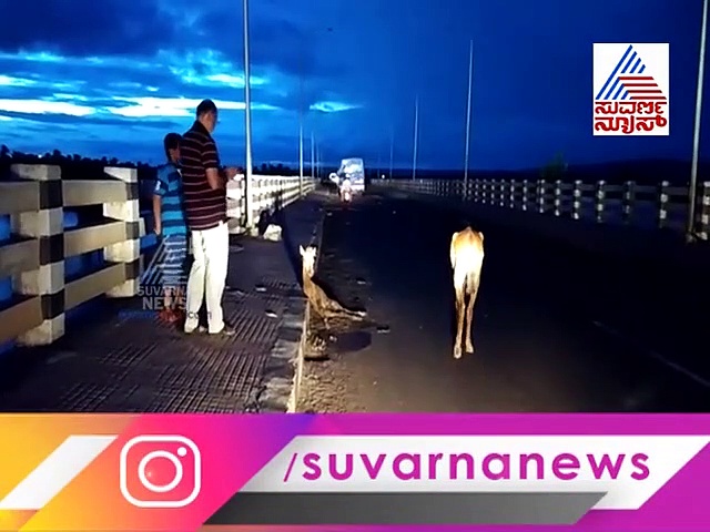 ಬಾಗಲಕೋಟೆ: ಗಾಯಗೊಂಡ ಮರಿ ರಕ್ಷಣೆಗೆ ಇಡೀ ದಿನ ಹೆದ್ದಾರಿಯಲ್ಲಿ ನಿಂತ ‘ಮಹಾತಾಯಿ’