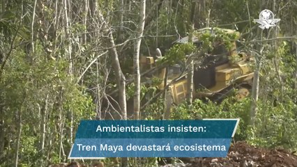 En riesgo segundo pulmón forestal de Latinoamérica por Tren Maya