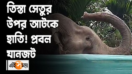 _তিস্তা সেতুর উপর আটকে হাতি!