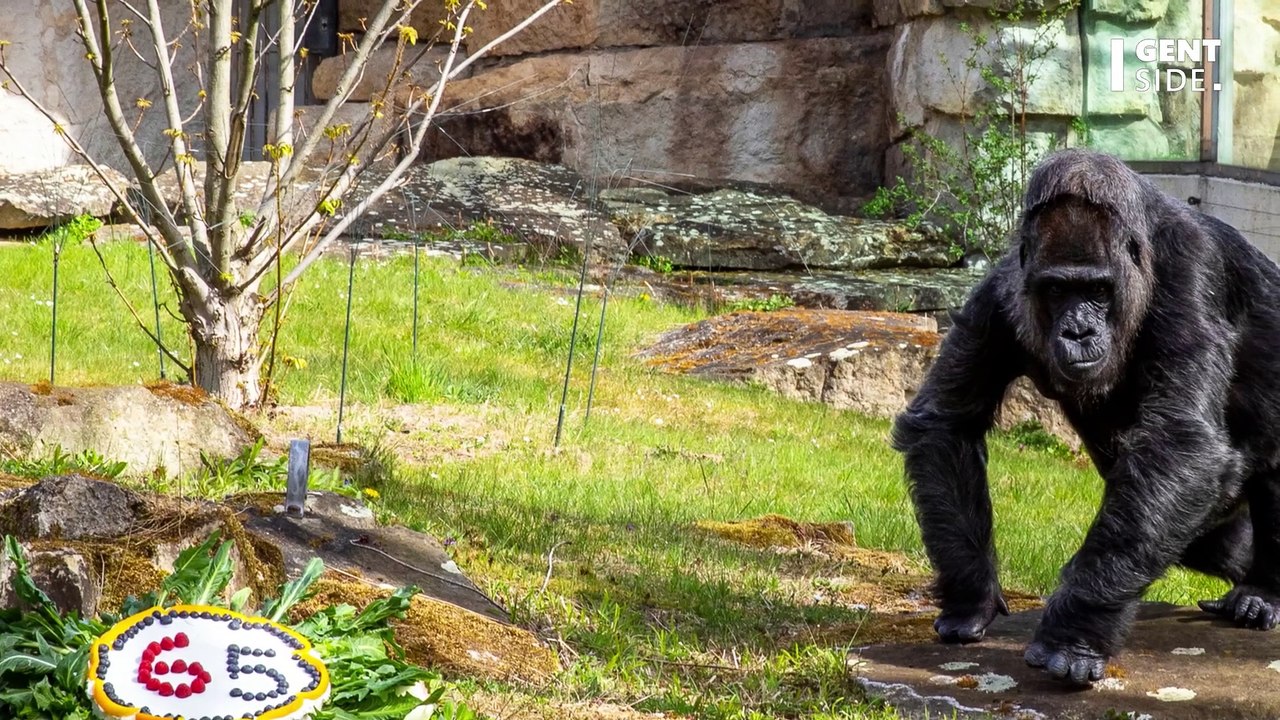 Eine außergewöhnliche Freundschaft: Gorilla verhält sich seltsam - bis eine Pfegerin entdeckt was er versteckt...