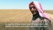 Syrie: la sécheresse transforme les champs de blé en fourrage