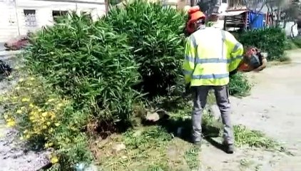 DA DOMANI LA LOTTA CONTRO LE ZANZARE