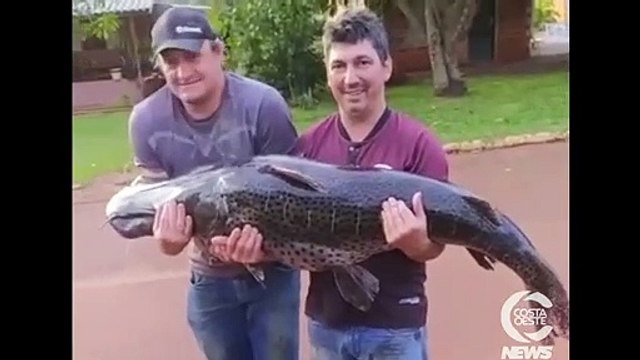 Surubim com mais de 40 kg é capturado por pescadores em Santa Helena