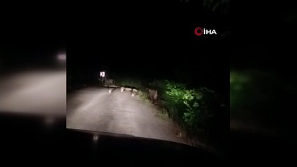 Kastamonu’da korkulan anlar: Araçların önüne çıktılar