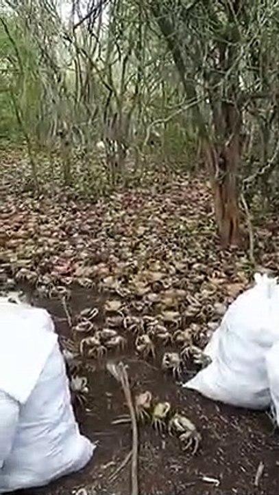 Viral: Un mar de cangrejos en Cuba tras las intensas lluvias