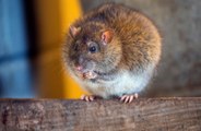 Rats are being trained to rescue earthquake survivors