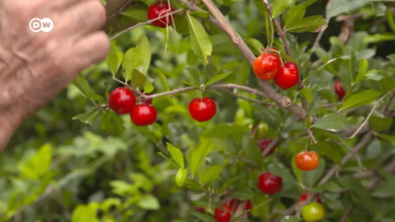 Uran-Abbau in Brasilien freigegeben