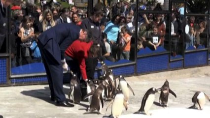 La principessa Anna d'Inghilterra dà da mangiare ai pinguini
