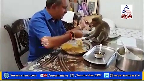 ಶಾಸಕರ ಜೊತೆ ಉಪಹಾರ ಸೇವಿಸಿದ ಕೋತಿ