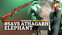 Elephant With Bullet Injury Found Writhing In Pain | #SaveAthagarhElephant | OTVNews  #SaveAthagarhElephant, #Odisha