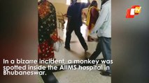 Watch | Monkey Menace At Bhubaneswar AIIMS | OTV News