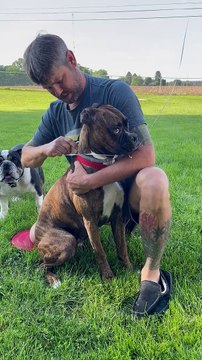Tying a Helium Balloon to our Boxer Dog