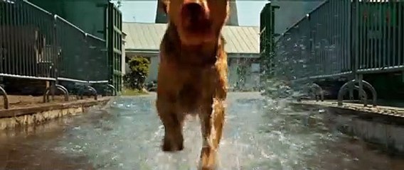 Fehér isten - movie trailer