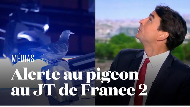 Un pigeon fait irruption sur le plateau du JT... pendant un sujet sur les frais bancaires