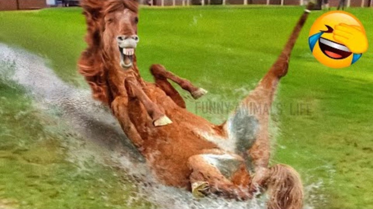 Best Funny Animal Videos 2022  - Funniest Dogs And Cats Videos