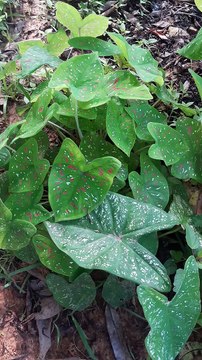 Tanaman Keladi Hias Lokal yg Tumbuh Liar di Hutan , tapi Terlihat Cantik.