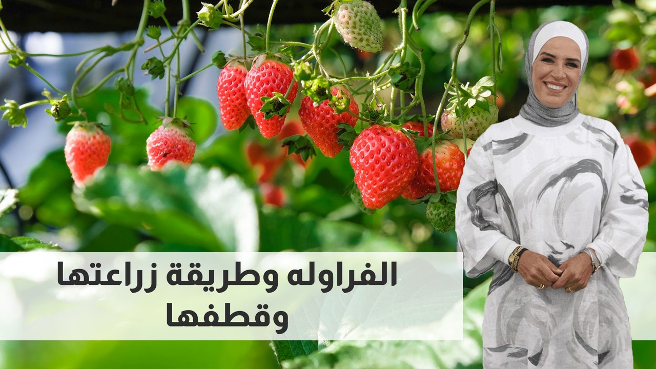 الفراوله وطريقة زراعتها وقطفها
