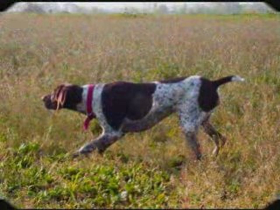 Zeytin ( German shorthaired pointer)