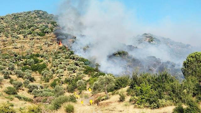 Buğday tarlasında başlayıp zeytinliğe sıçrayan yangına müdahale ediliyor