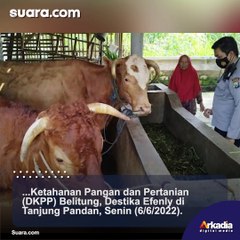 Jelang Idul Adha, Pemkab Belitung Perketat Pengawasan Hewan Kurban untuk Antisipasi Penyebaran PMK