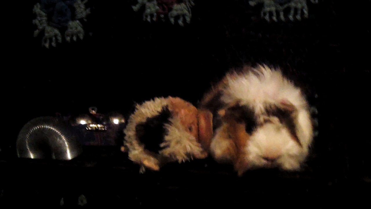 CAVIA PORCELLUS DAVID 102_8590
