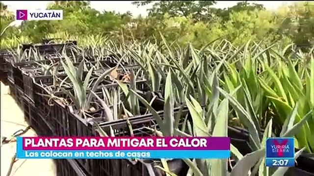 Yucatecos mitigan el calor con techos verdes