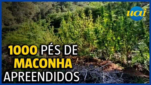 PM descobre mil pés de maconha em plantação no Sul de Minas