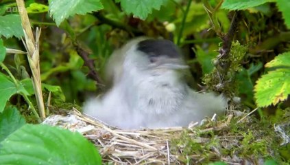 Springwatch 2022 episode 6