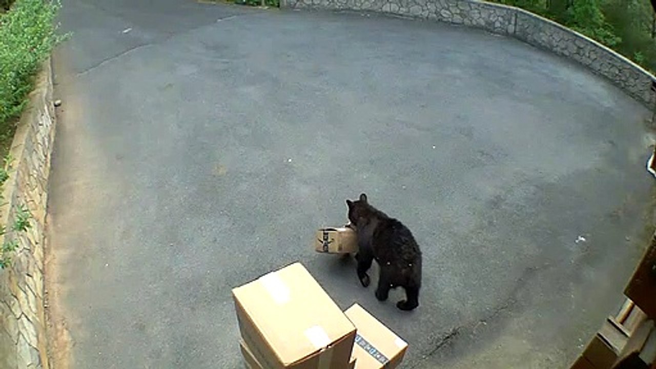 Black Bear Takes Amazon Package