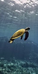 Sea Turtle in Kona, Hawaii