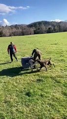 Revelan video donde un funcionario del SAG entrega zorro a perros para que lo asesinen en Villarrica