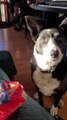 Dog Asks For Treat by Bringing Packed Snack to Owner