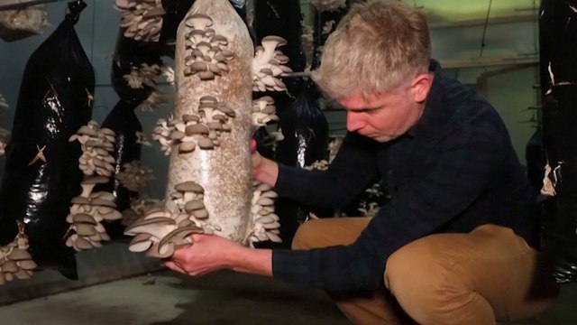 Using coffee waste to grow edible mushrooms and make insulating tiles