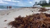 Brown seaweed could hit record levels at US beaches