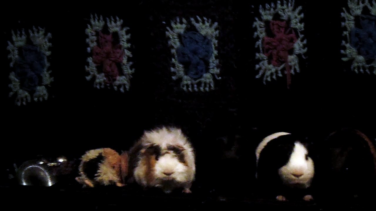 CAVIA PORCELLUS DAVID 102_8593