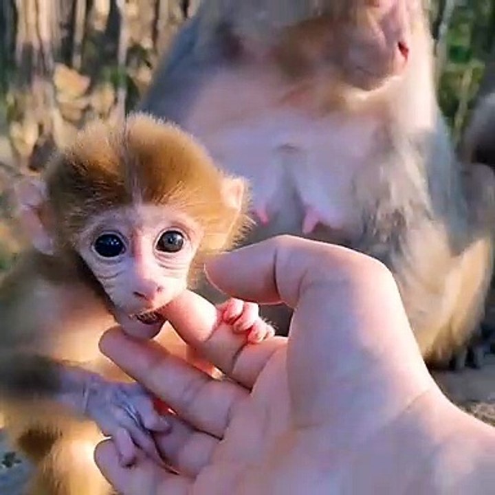 Baby monkey cute animals 32