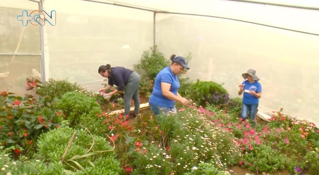 mqn-Mujeres crean fuentes de empleo gracias a proyecto de flores comestibles-070622