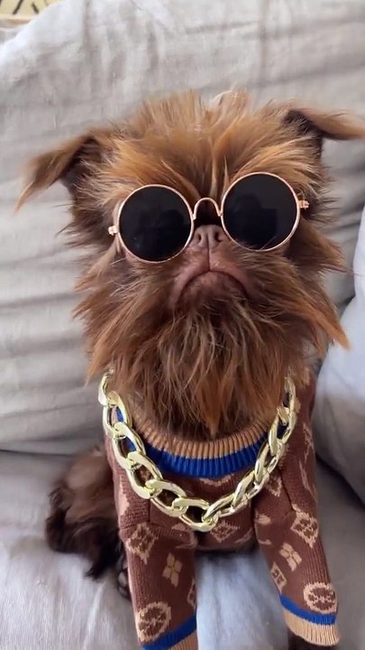 Cachorrinho fofo ❤️