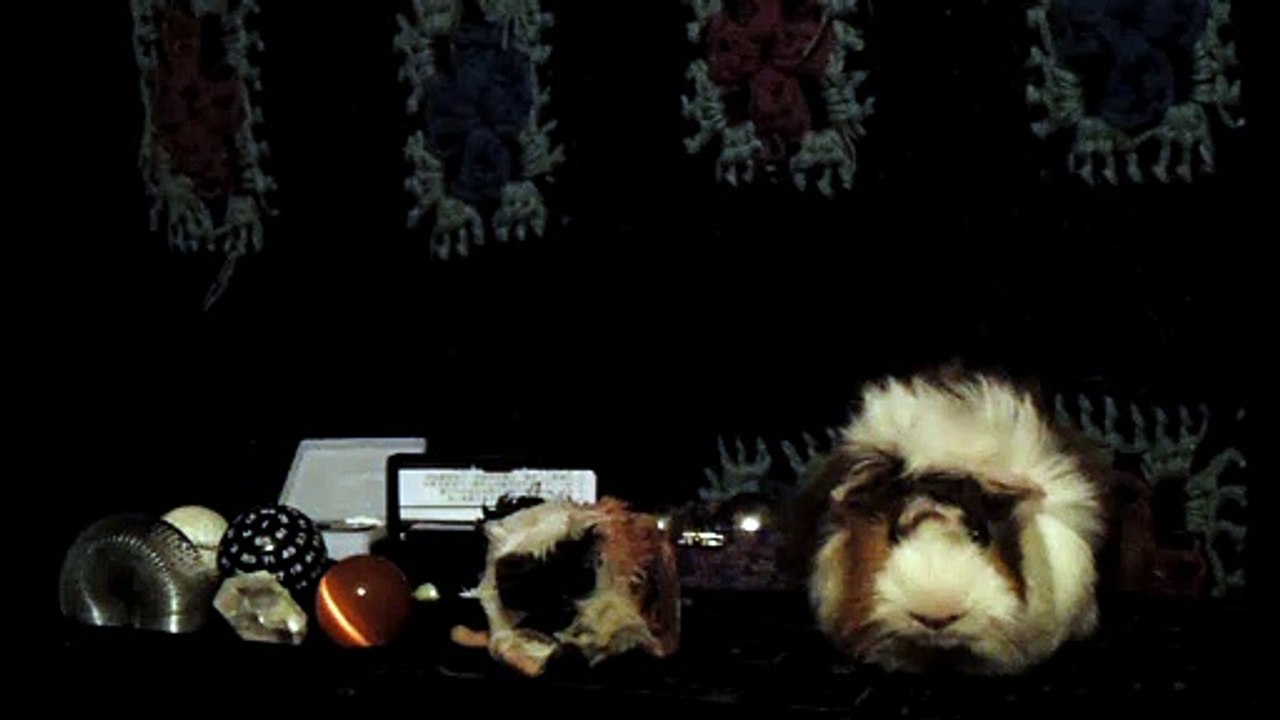 CAVIA PORCELLUS DAVID 102_8599