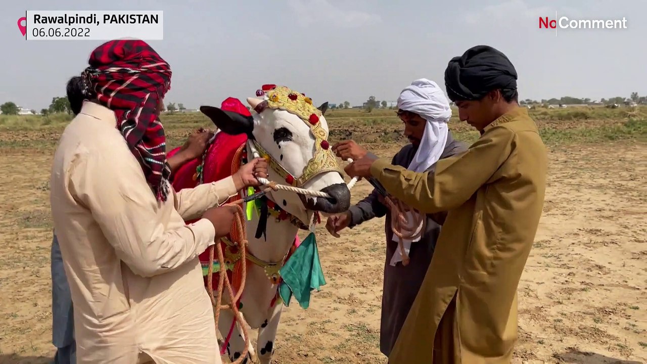 Stierrennen in Pakistan: Wer ist der Schnellste?