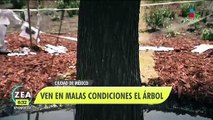 Capitalinos ven en malas condiciones el ahuehuete de Paseo de la Reforma