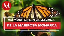Migración de mariposas Monarca en México aumenta en 2022