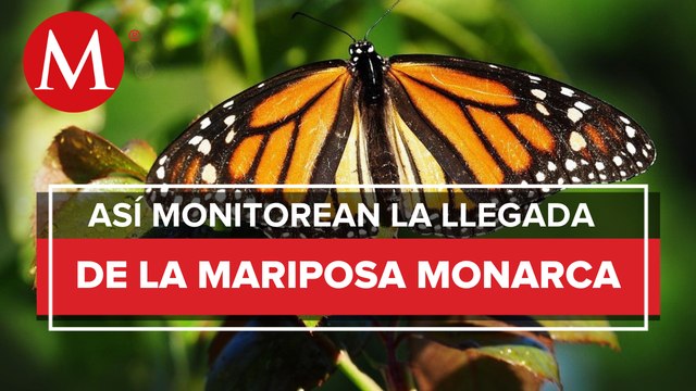 Migración de mariposas Monarca en México aumenta en 2022