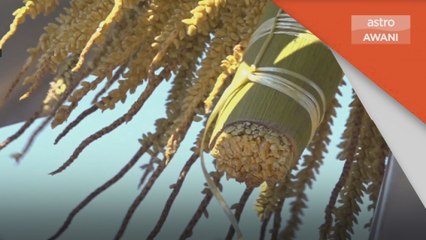 Produk Tempatan | Terengganu giat promosi nira kelapa