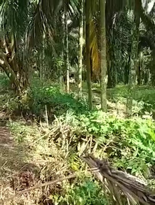 Mobil berjlan sendiri
