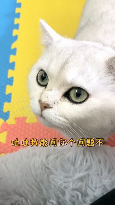 Lovely Cats, Cute and Funny Cat Videos Compilation , Cutest Animals  (2)