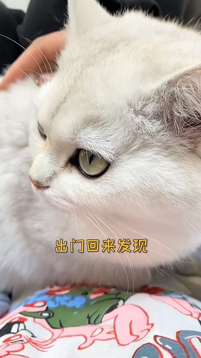 Lovely Cats, Cute and Funny Cat Videos Compilation , Cutest Animals  (4)