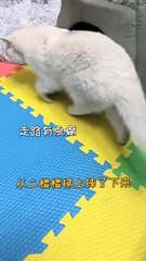 Lovely Cats, Cute and Funny Cat Videos Compilation , Cutest Animals  (7)
