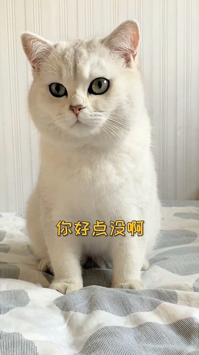 Lovely Cats, Cute and Funny Cat Videos Compilation , Cutest Animals  (8)