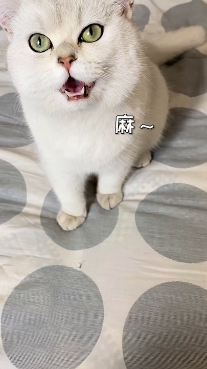 Lovely Cats, Cute and Funny Cat Videos Compilation , Cutest Animals  (9)